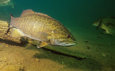 Ontario Smallmouth Bass Fishing tips
