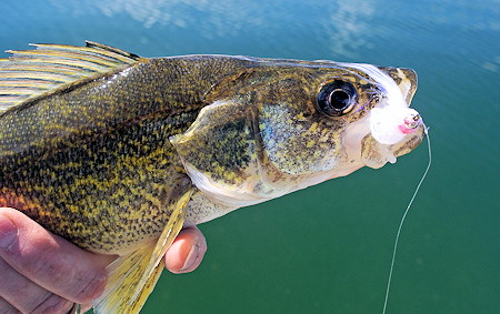 eagle claw 410 hooks