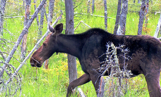 Moose Hunting Ontario