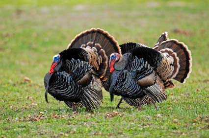 Ontario Canada Turkey hunting season