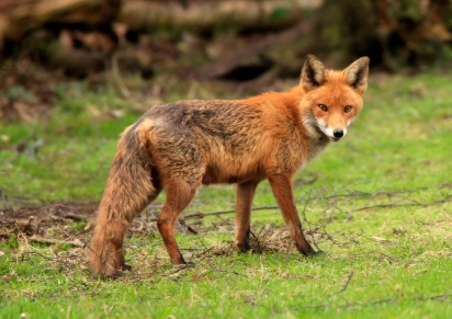 Foto bij Hades Vulpes