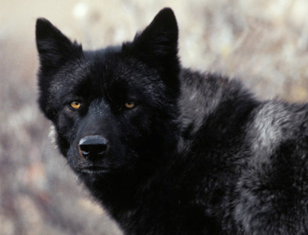 Ontario Black Wolf, Grey Wolf