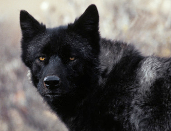 black grey wolf