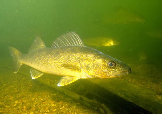 Walleye fishing Ontario - underwater