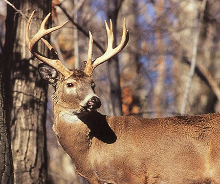 Deer hunt season ontario