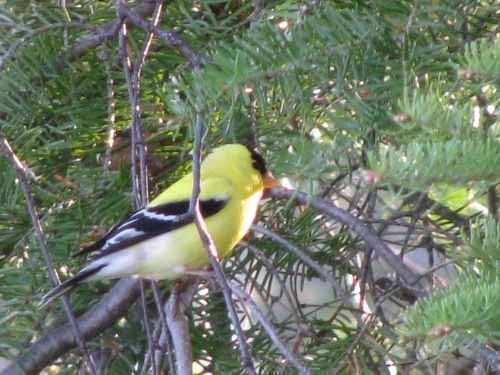 You'll find many feathered friends like this Yellow Finch in the forests of Northwestern Ontario making it a perfect spot for your next birdwatching adventure.