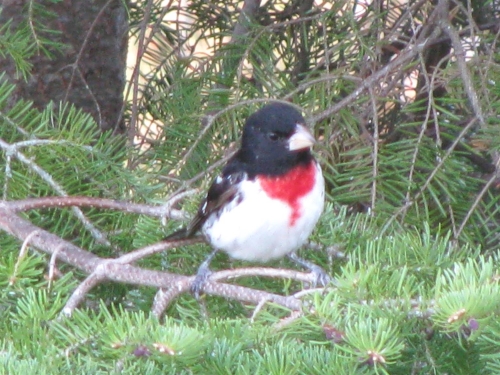 Donna was able to capture the brilliant colour of this feathered visitor who stopped at her feeder.