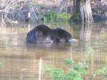 One of Canada's national symbols, the beaver, can be frequently spotted in Canada's Heartland.  These busy creatures are a pleasure to watch.

