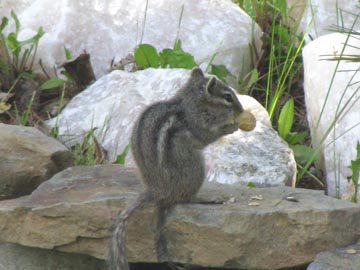 The Chipmunk is a frequent visitor to picnic and camp sites.  This little guy definitely looks like he is enjoying his treat.
