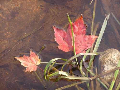 Our Canadian Icon, the maple leaf, shows off its fabulous fall colours and whispers of the upcoming season change.