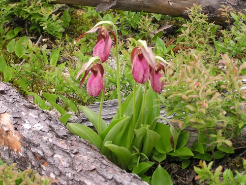 Photograph fantastic flowers like these on your outdoor adventure in Canada's Heartland.  Lady's Slippers (Cypripedium acaule) are a perennial orchid that bloom in June and are a common site in Northwestern Ontario forests.