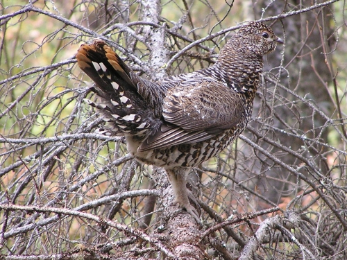 This grouse was the first image captured using my new digital camera and  he co-operated by standing still long enough for me to get this great photo.  This photo was taken in May but I hope to meet up again in the fall during small game season.