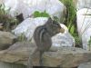 The Chipmunk is a frequent visitor to picnic and camp sites.  This little guy definitely looks like he is enjoying his treat.