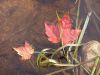 Our Canadian Icon, the maple leaf, shows off its fabulous fall colours and whispers of the upcoming season change.