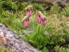 Photograph fantastic flowers like these on your outdoor adventure in Canada's Heartland.  Lady's Slippers (Cypripedium acaule) are a perennial orchid that bloom in June and are a common site in Northwestern Ontario forests.