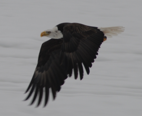 Picture of bald Eagle caught in mid-flight over a frozen lake.