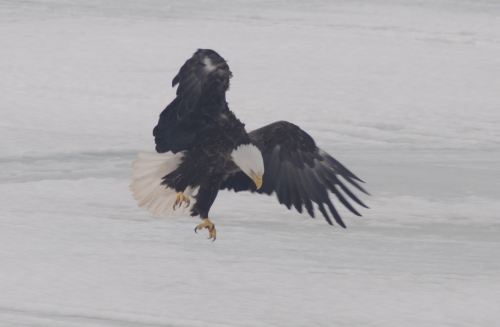 Large bald eagle swooping in for a landing on the frozen ice.