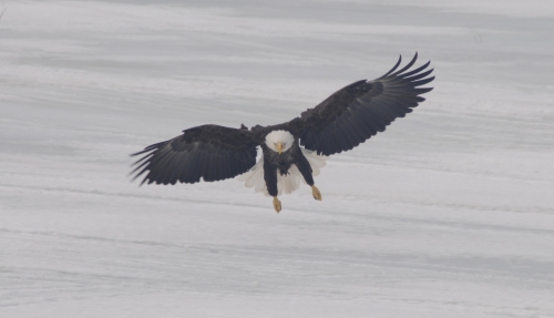 A bald eagle coming in for a landing on top of the ice.