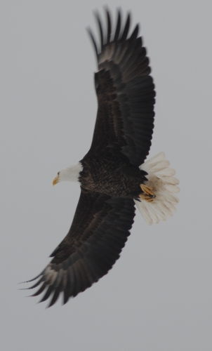 Bald Eagle soars majestically through the crisp winter air. 