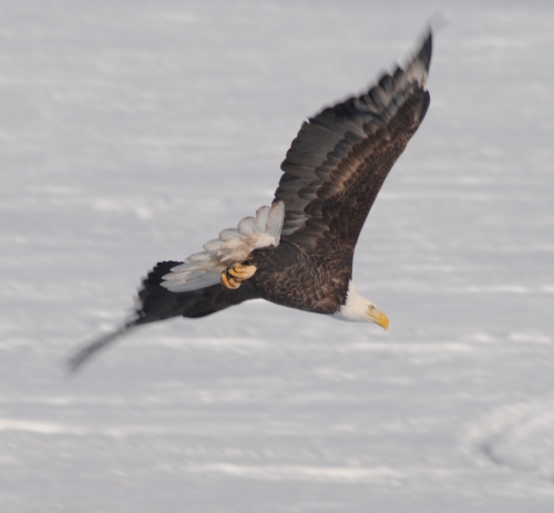 Large bald eagle soaring through the winter skies.