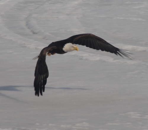 Big bald Eagle swooping in for a landing after spotting some freshly killed prey.