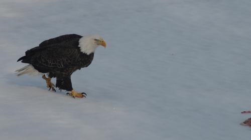 Eagle walking up to his supper