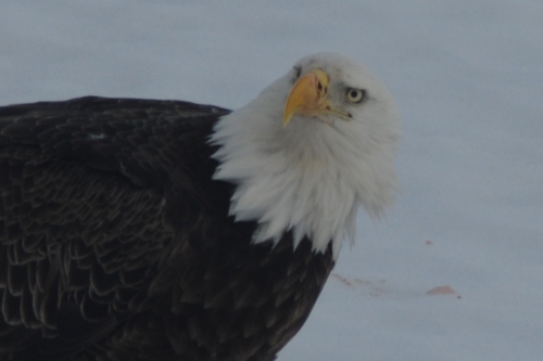 Bald eagle looking up from his meal.