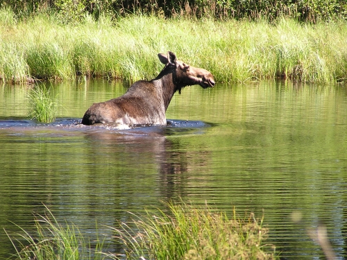 While out riding on the ATV, I came upon this cow moose feeding in a creek.  She was just as curious as I was.  Wonder if I will see her during hunting season?