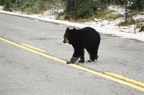 Picture taken of a young black bear crossing the highway.
