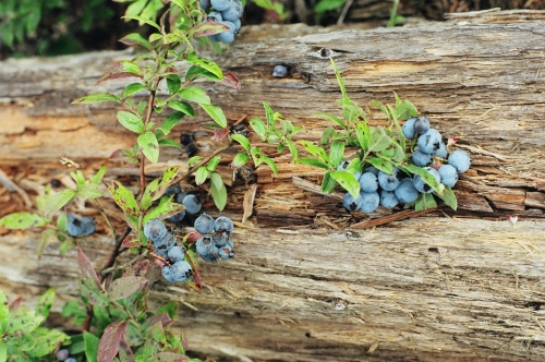 Large juicy blue berries growing growing by a log in the Patricia Region.