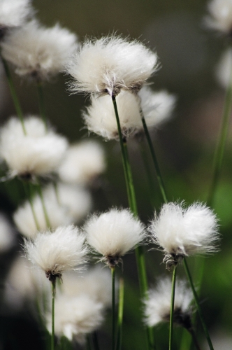 Tufts of cotton grass that grows locally during the summer months.