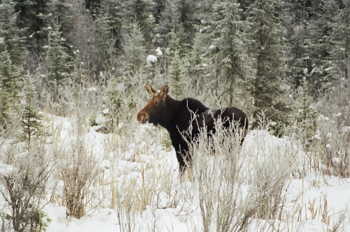 Photo of a cow moose, snapped while she was sauntering through a clearing in the forest.
