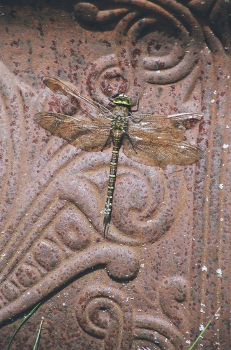 a large green and brown dragonfly stops for a rest on the back of a chair.