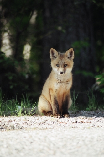 Picture taken of a crafty young fox sitting on the side of the road.