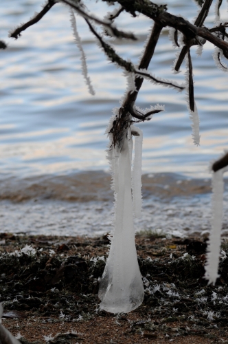 Interesting ice formation on one of the Patricia Regions many pine trees.