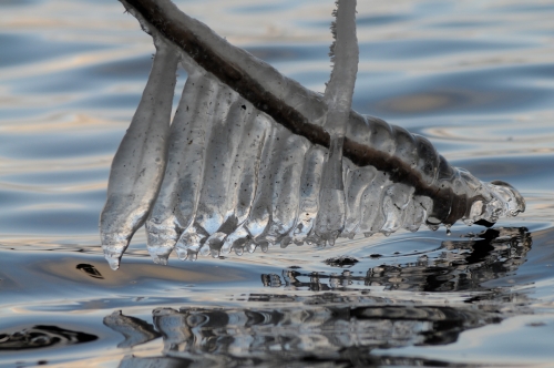 Build up of condensation on a low hanging branch over the lake.