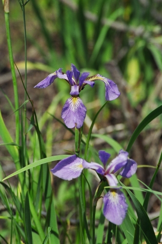Photo snapped of some wild growing iris'