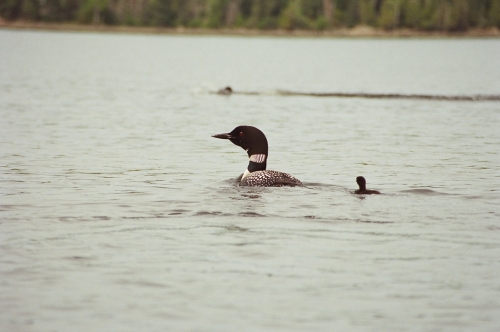 Mother loon out for a swim with her chick.