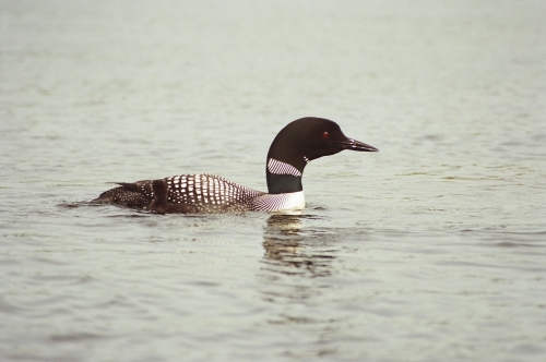 Loon and its young out for a morning swim