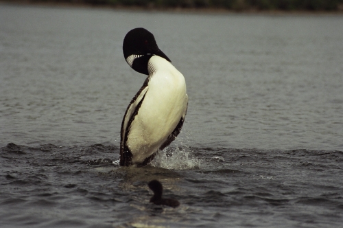 Mother loon surfacing after demonstrating to her chick how to dive after fish.