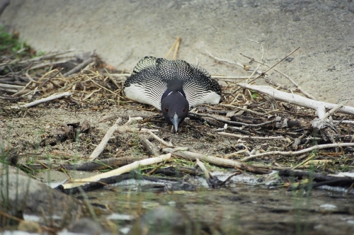Loon getting ready to hop in the water.