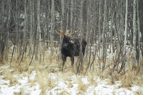 Bull moose checking to see if the coast is clear before emerging from the forest