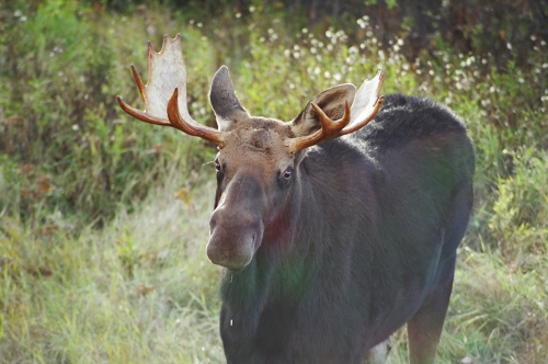 bull moose noticing the camera after having a drink from the lake.
