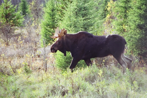 Bull moose heading back into the deep forest.
