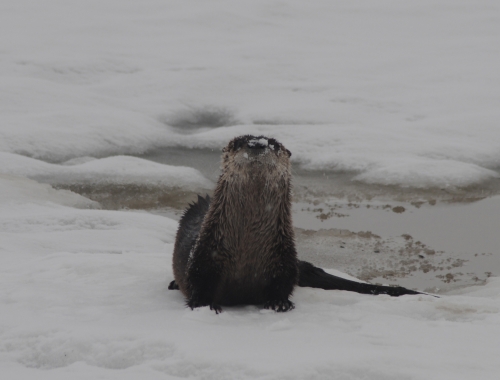 Otter inspecting the photographer.