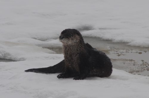 Otter posing for the camera
