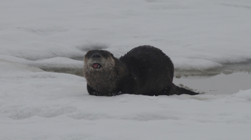 Otter sticking his tongue out at the photographer.
