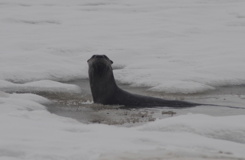 Otter poking his head up through a hole in the ice.