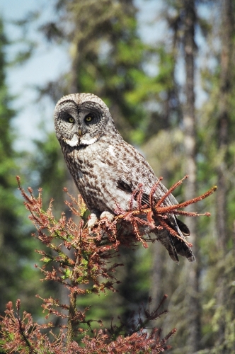 Mature owl perched on an old pine tree