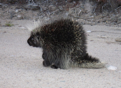 Porcupine displaying his quills on a beach, near Wabaskang Lake.